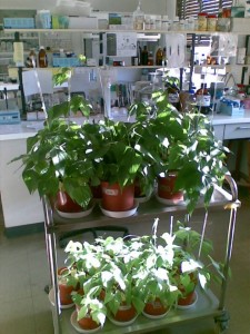 laboratorio