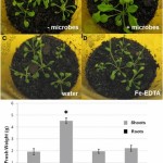 Arabidosis-y-microorganismos-de-un-composts