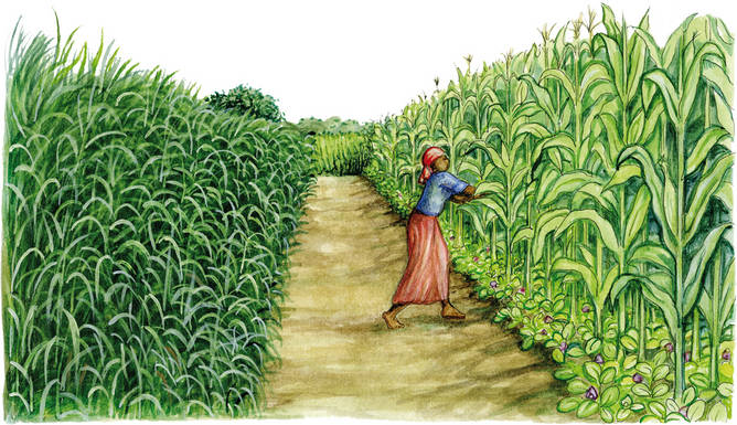 Cultivo de maíz Cultivo de maíz